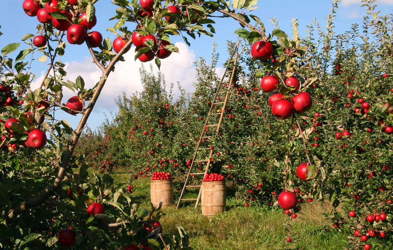 Qu’est-ce qu’une Société Civile d’Exploitation Agricole (SCEA) ?