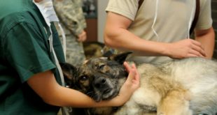 devenir-veterinaire