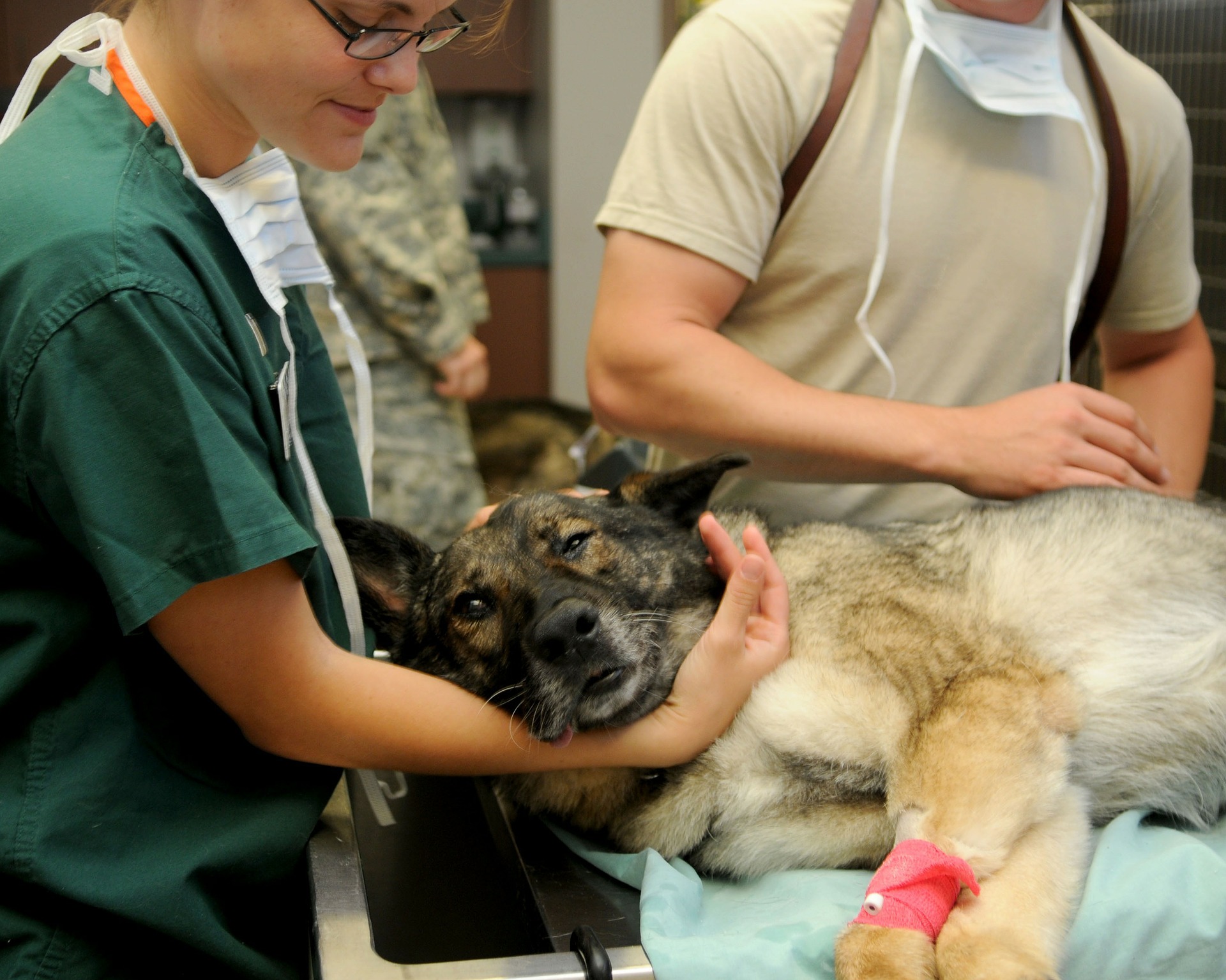 Devenir vétérinaire, pour les amoureux des animaux
