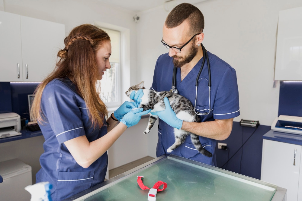 Devenir auxiliaire de santé animale : le bras droit du vétérinaire